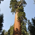 Sequoia 2