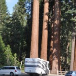 Sequoia 4