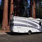 sequoia