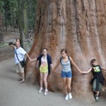 sequoia2