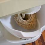 Impasto pizza integrale quasi pronto